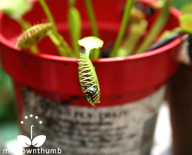 Fly escapes from inside Venus Flytrap, Venus Flytrap care