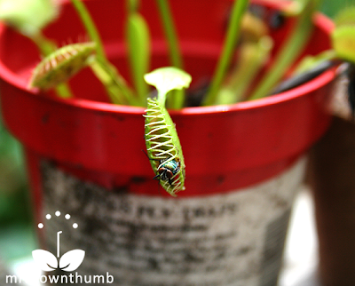 Fly escapes from inside Venus Flytrap, Venus Flytrap care