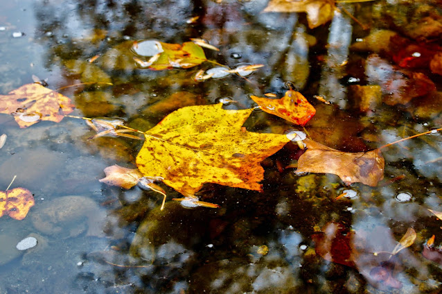 leaves floating on water photo by mbgphoto