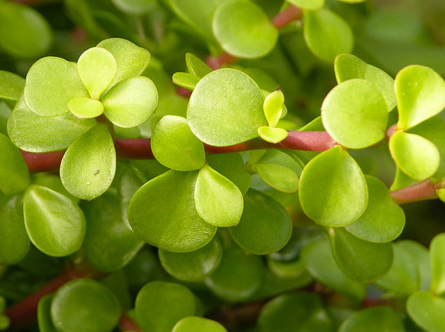 hojas planta de la abundancia