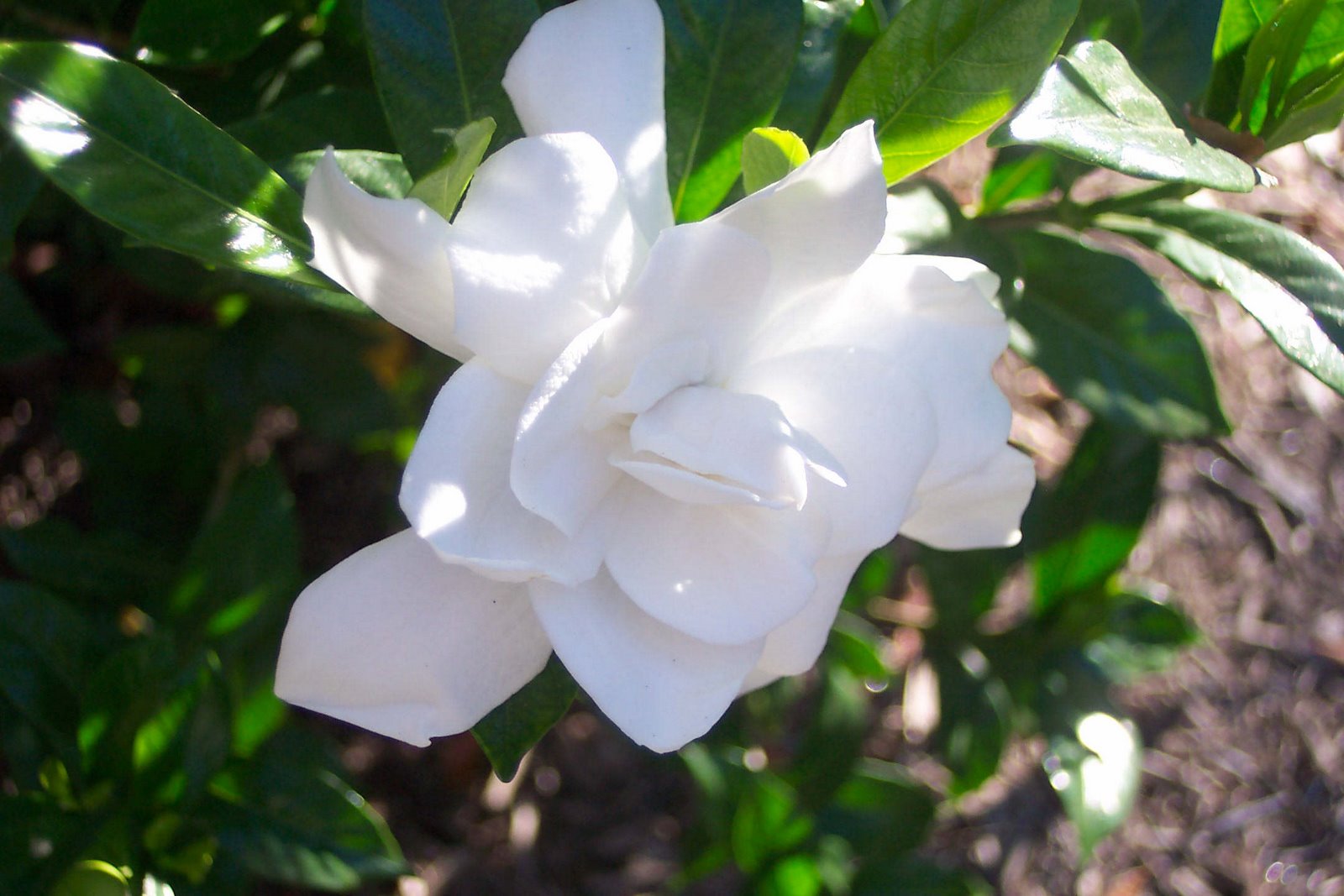 Gardenia