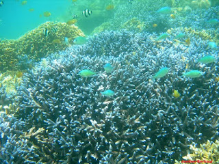 pemandangan bawah laut pantai pasir putih situbondo