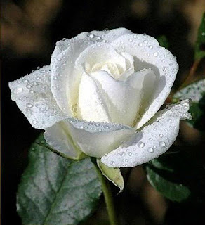 Rosa blanca Rosas silvestres