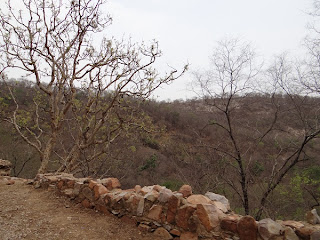 Forest of Sariska National Park - Alwar (India)