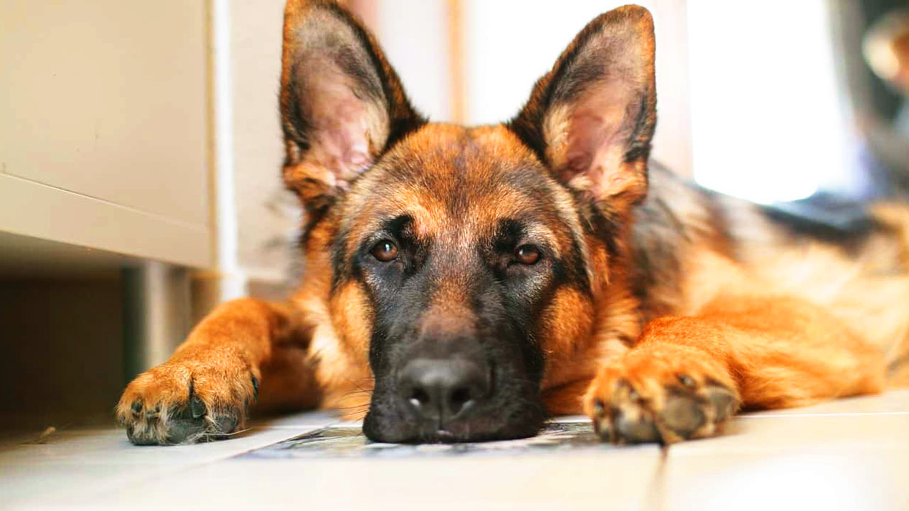 Symptômes_Et_Causes_De_La_Dysplasie_De_La_Hanche_Du_Berger_Allemand_3