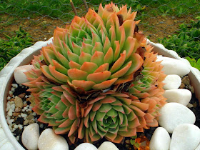 Graptoveria - Meu Jardim