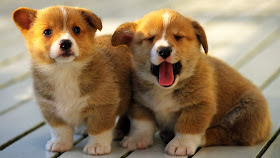 Cute dogs - part 7 (50 pics), two cute corgi puppies with floppy ears with one puppy yawning