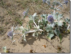 Sea Holly