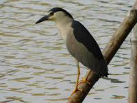 Black crowned Night heron looking for food beside water