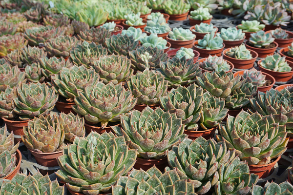 彰化田尾荷蘭花園多肉好好買植感靚花園，地中海風格多肉庭園