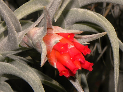 Tillandsia edithae care and culture