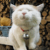 Gif gato blanco moviendo la nariz