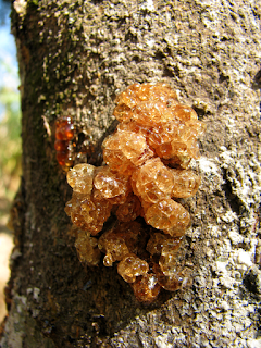 Tree Sap Crystals