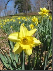 Daffodil gardens 022