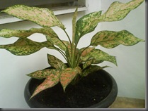 Aglaonema_4