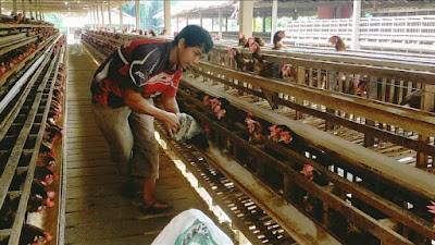 Eks Napiter Beralih Jadi Peternak Ayam, Bersedia Bantu Aparat Ciptakan Situasi Kondusif di Poso