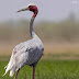 Sarus Crane