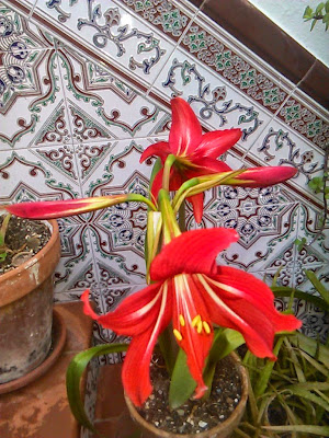 Hippeastrum