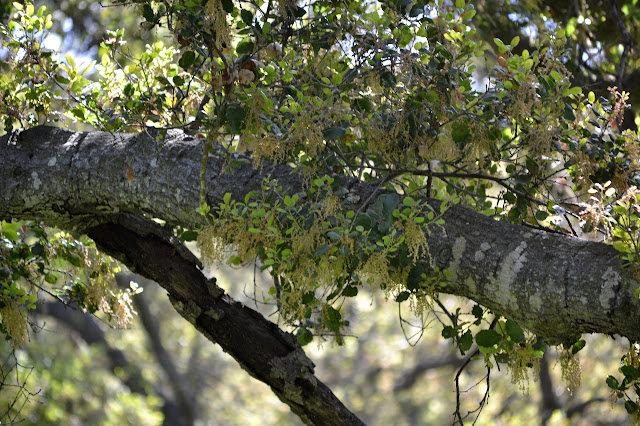 oak trees in flower