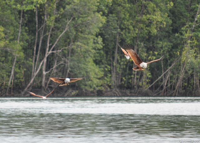 Sea eagles at Langkawi