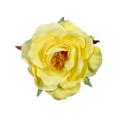 Yellow Rose Flowers