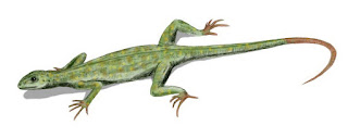 Petrolacosaurus kansensis