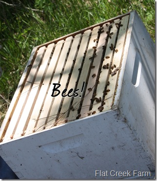 bees3