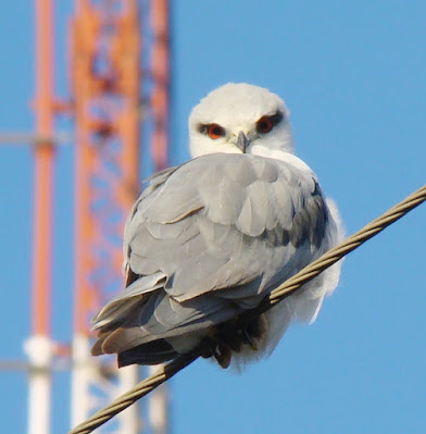 "Black-shouldered Kite- Elanus caeruleus, local migrant,perched on wire,scanning for rats."