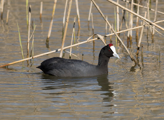 Red-knobbed Coot - S’Albufera Natural Park, Mallorca