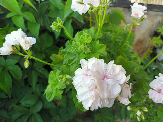 Gitanilla (Pelargonium peltatum ( L. ) L'Hér. ex Aiton).