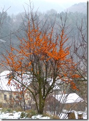 P1050107