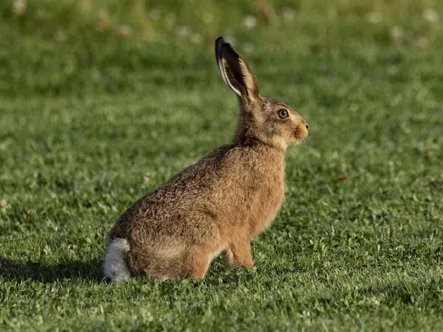 Der Hase mit den Hörnern – Jean de la Fontaine – Fabel