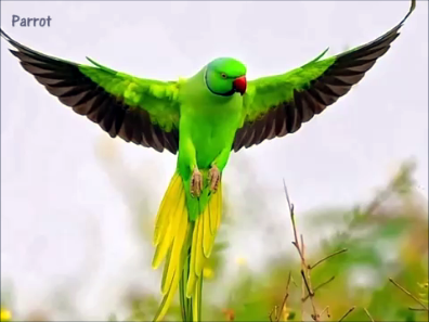 most beautiful birds parrot