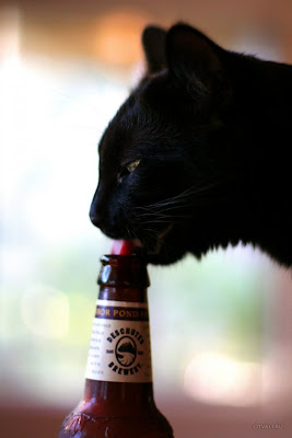 cat drink beer