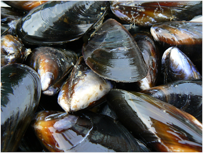 Freshwater mussels, mussel facts ,Marine mussels