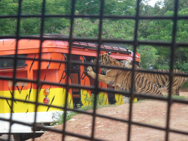 Tiger Safari