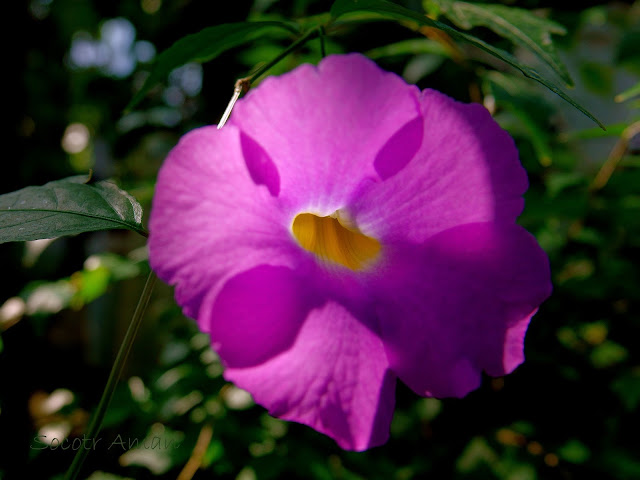 Thunbergia affinis