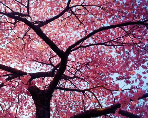 japanese cherry tree drawing. cherry tree drawing. cherry