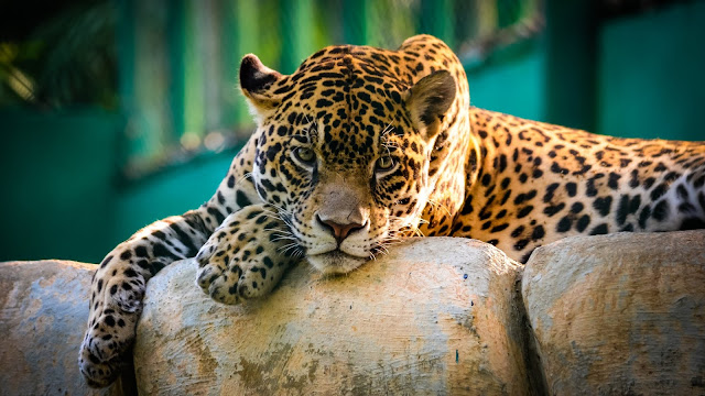 Jaguar Animal Wallpaper