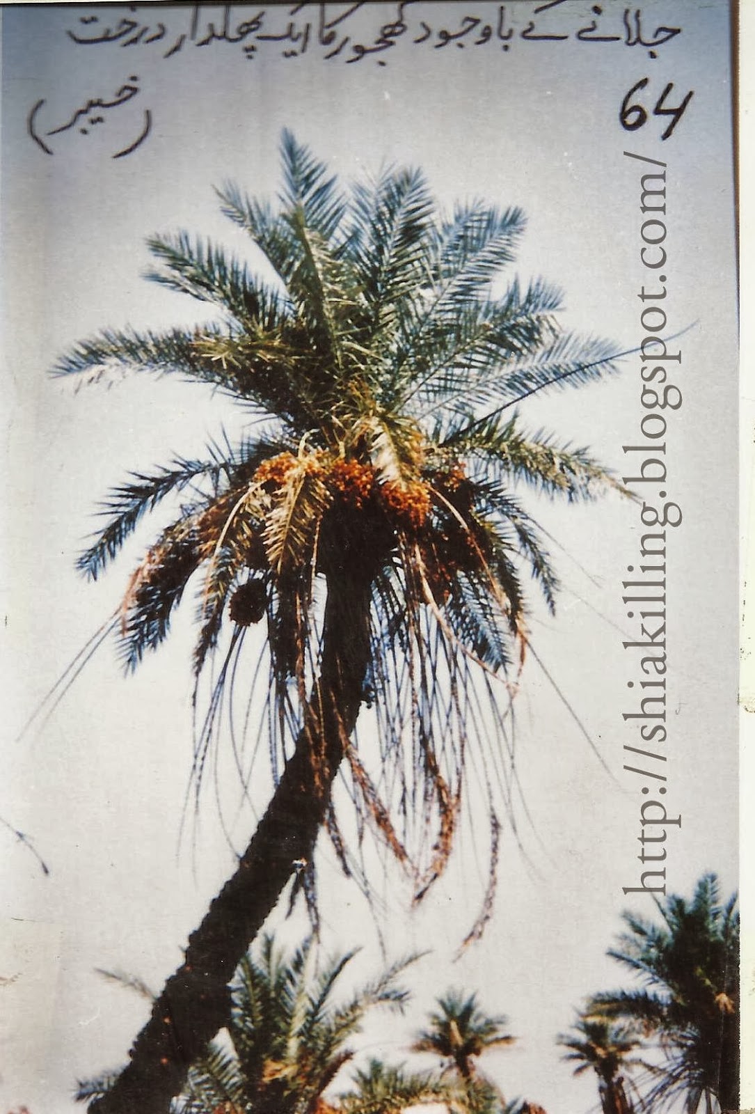 Date(Khajoor) Tree In Khaiber  Shia Killing blog