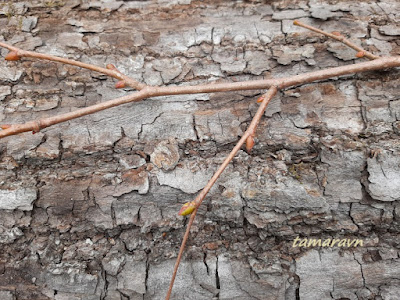 Липа амурская (Tilia amurensis)