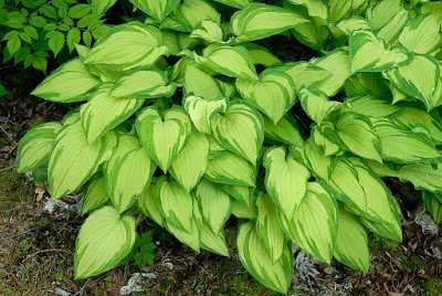 Hosta ventricosa - Blue plantain lily care and culture