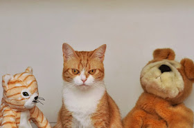 Funny cats - part 69 (35 pics + 10 gifs), cat pics, funny cats, cat wallpapers, funny cat photos
