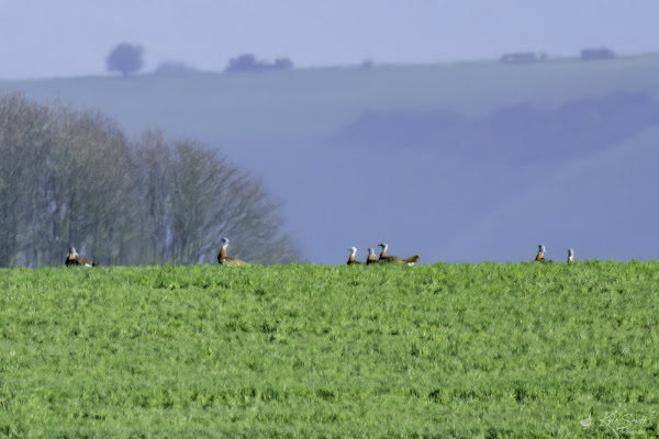 Great bustard