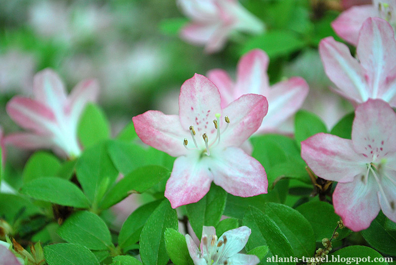 Callaway Gardens, Georgia 