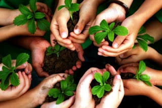 medio-ambiente-reforestacion