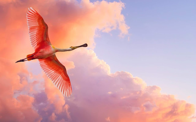 Flying Pink Bird Wallpaper