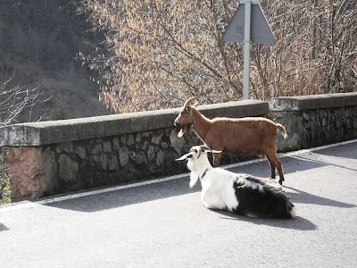 Cabras tomando el sol en la carretera a los lagos de Covadonga. Grupo Ultramar Acuarelistas