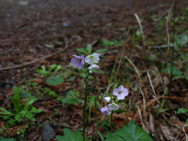 common flowers