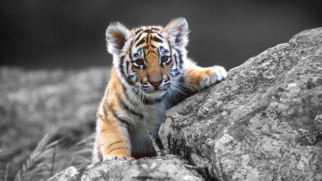 baby tiger Wallpaper